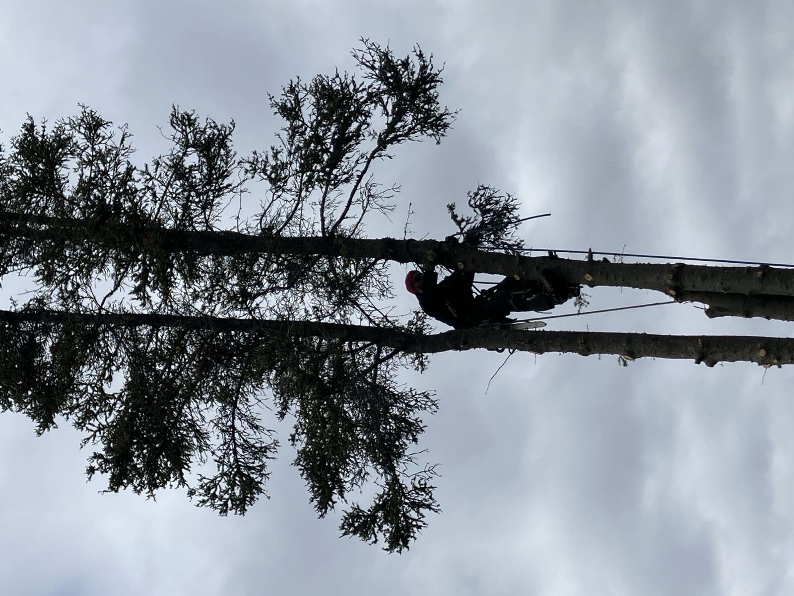Emergency response — storm damage tree work