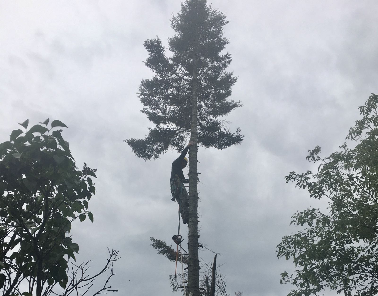 Tree removal — climbing a large spruce
